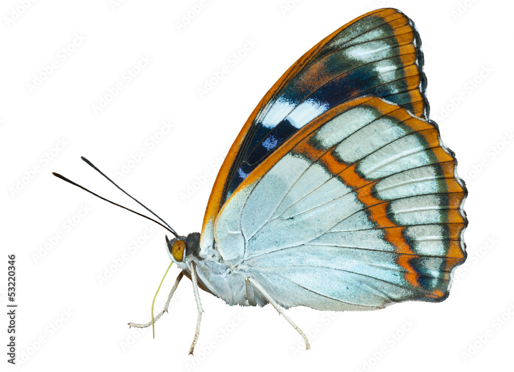 Fototapeta premium Butterfly (Apatura schrencki) 32