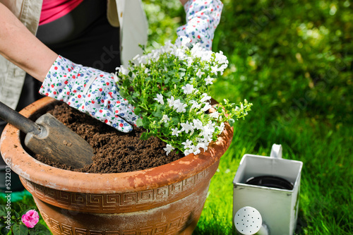 Planting flowers