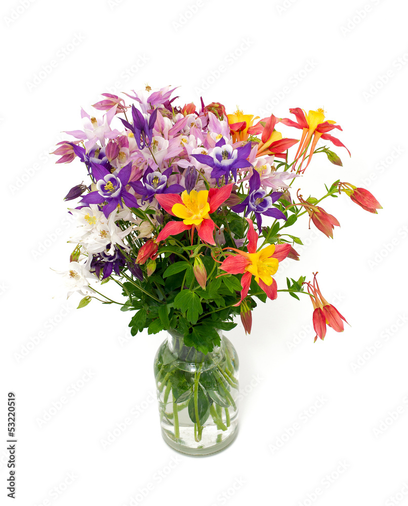 columbine flowers of different colors columbine flowers of different colors