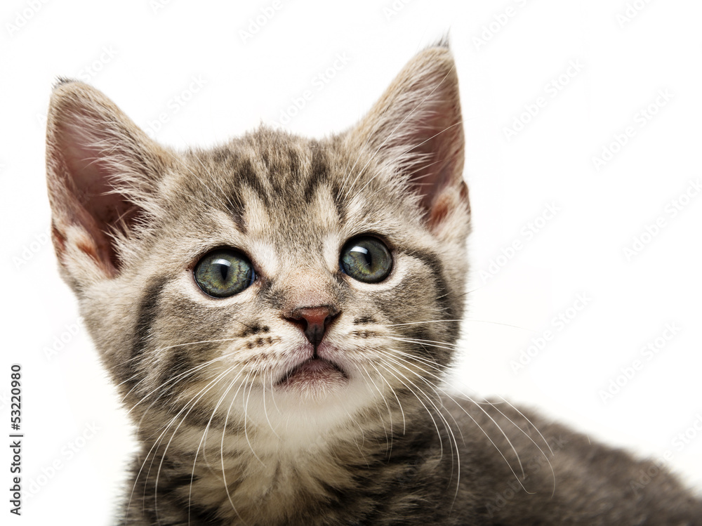 a cute little kitten portrait