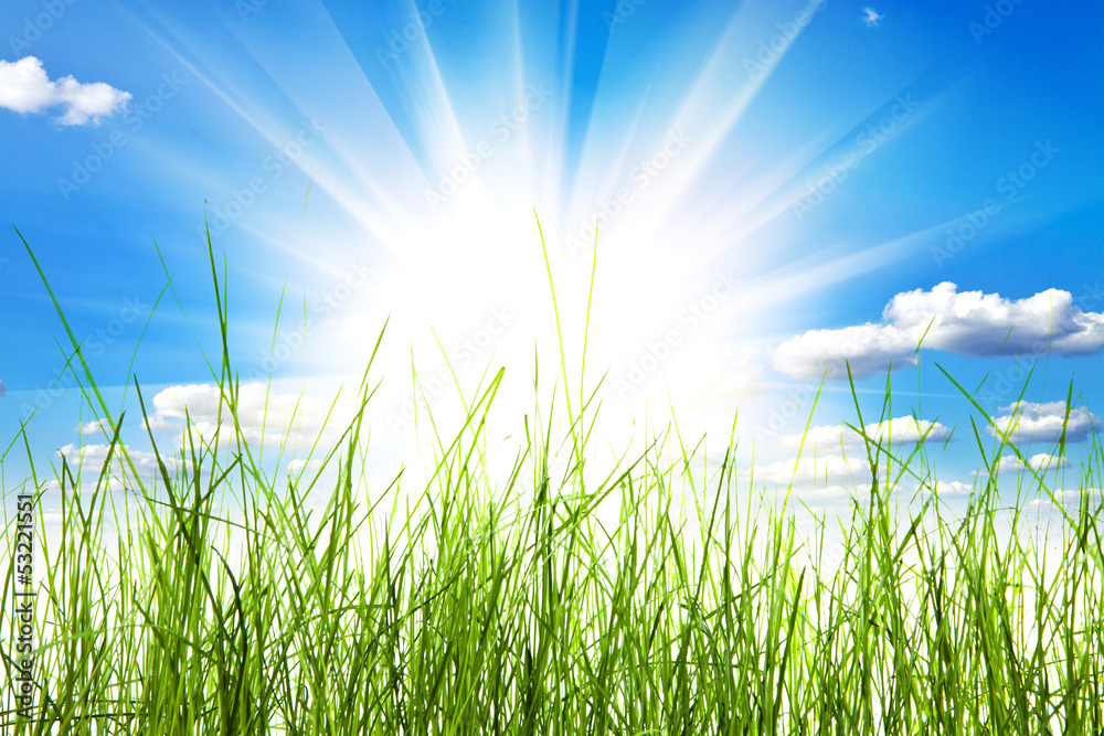 Fototapeta premium green grass