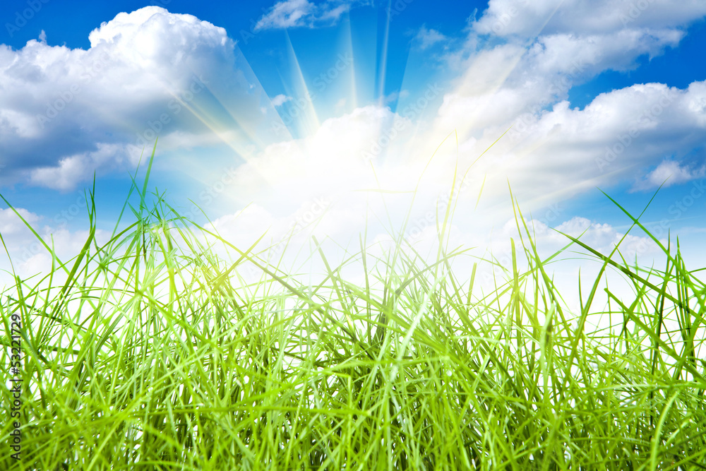 Fototapeta premium green grass