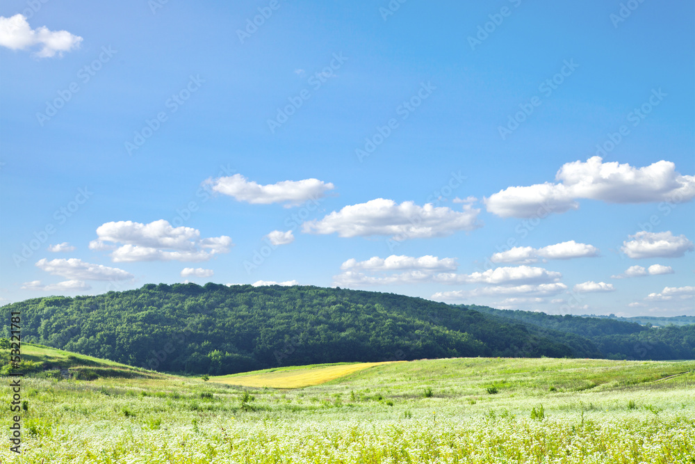 Fototapeta premium Green grass under blue sky