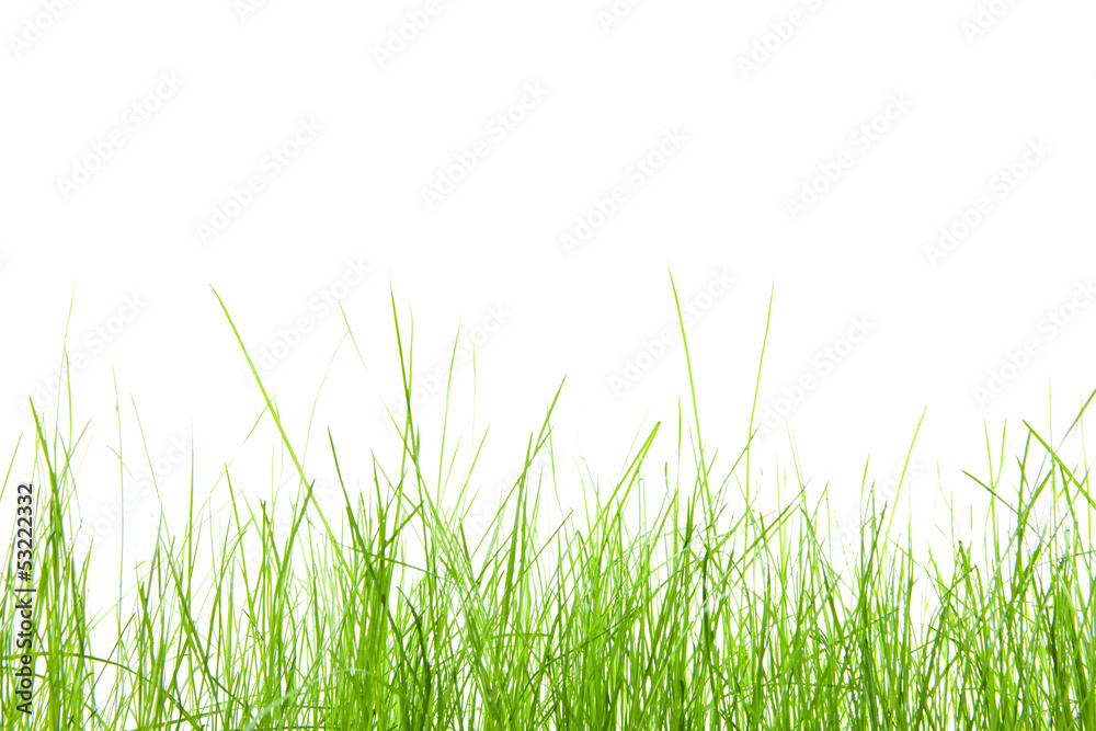 green grass green grass