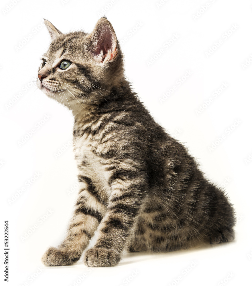 Obraz premium little kitten sitting on a white background