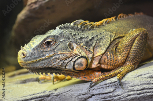 iguana animals