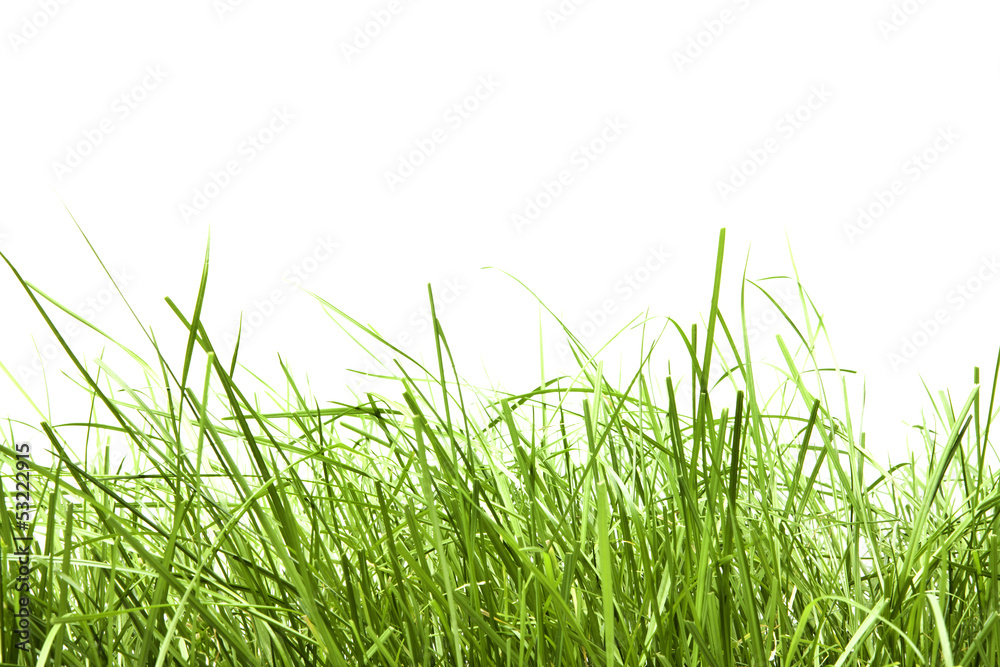 Fototapeta premium green grass