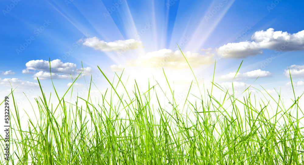 Fototapeta premium green grass