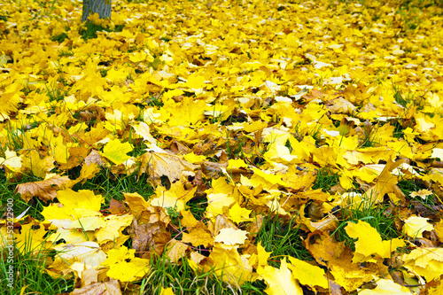 Background group autumn orange leaves