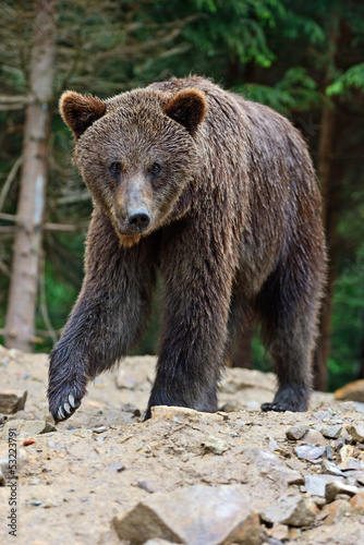 Wallpaper Mural Brown bears in the Carpathians. Torontodigital.ca
