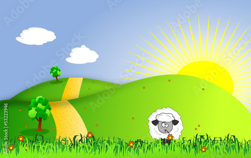 Sheep Grazed on Sunny Summer meadow.