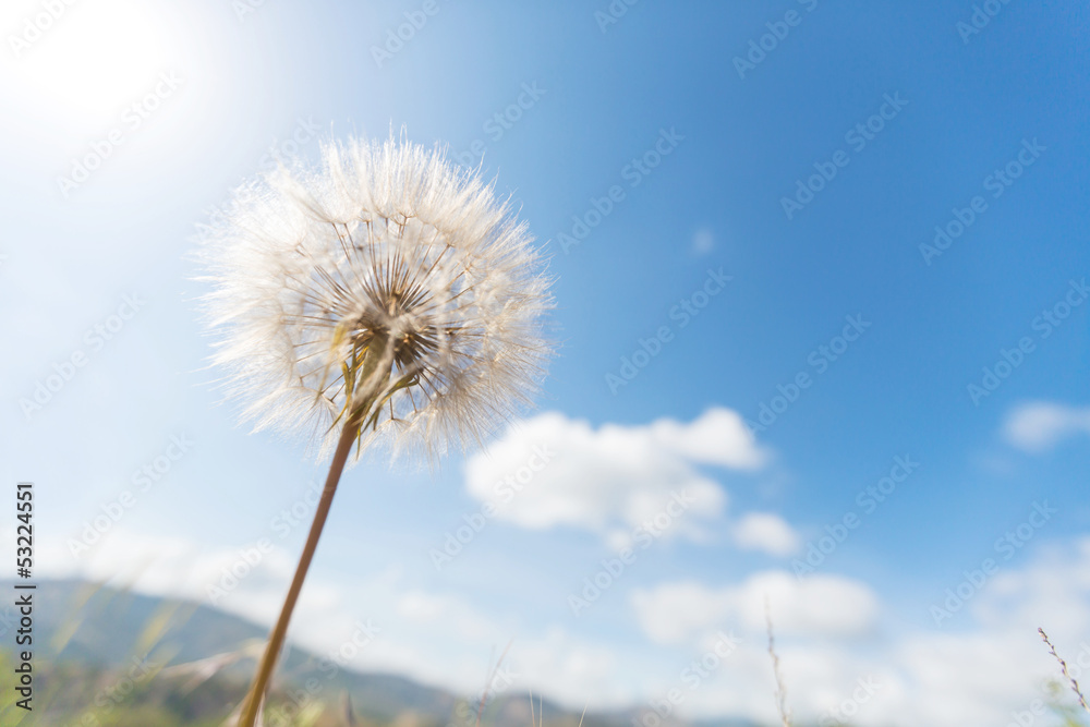 Dandelion