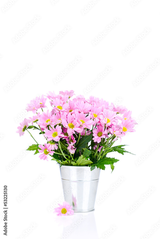 Chrysanthemum flowers in the bucket