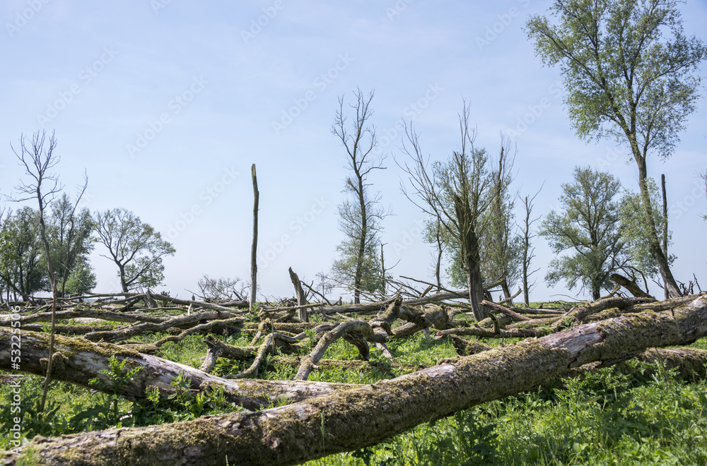 forest with dead and fallen trees forest with dead and fallen trees