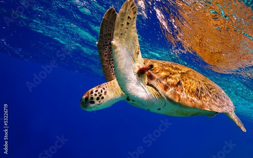 Green Sea Turtle descending after taking a breath #53226719
