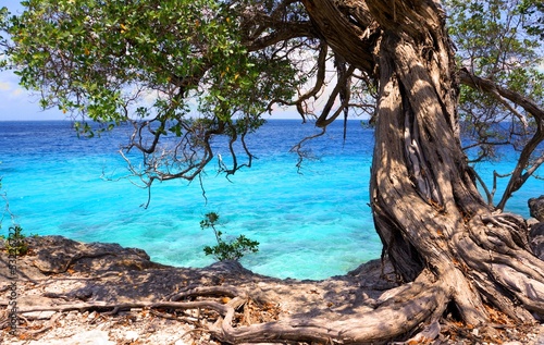 ancient tree on the waterfront