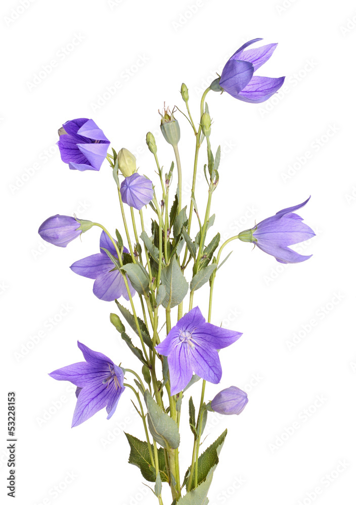 Flowers, buds and leaves of balloon flower on white Flowers, buds and leaves of balloon flower on white