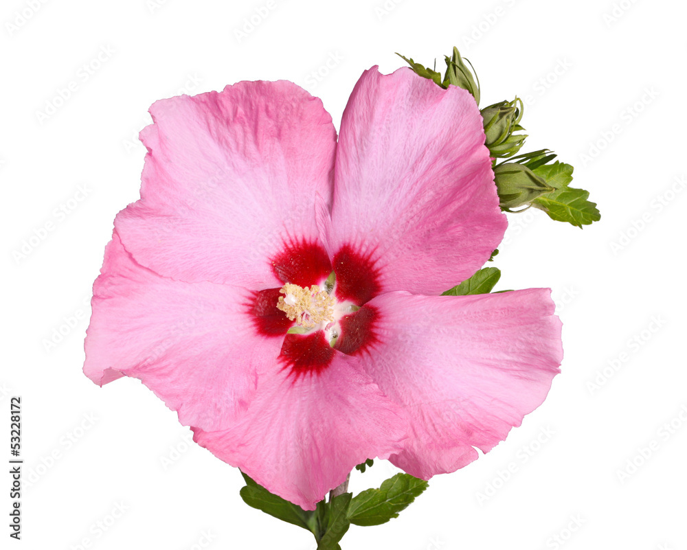 Flower and buds of Rose of Sharon on white