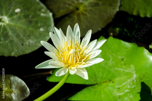 lotus in pond