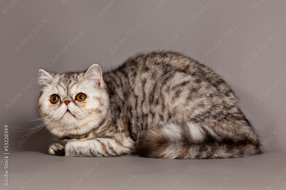 Obraz premium cat on grey background