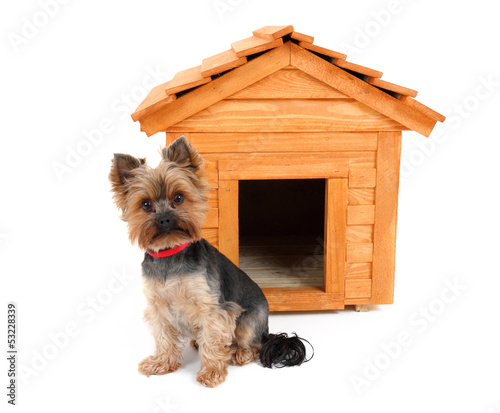Foto small wooden dog's house and small dog.