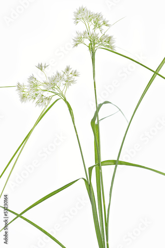 Fototapeta Naklejka Na Ścianę i Meble -  Hainsimse (Luzula Nivea) auf hellem Hintergrund