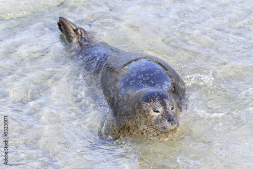 Seal in La Jolla