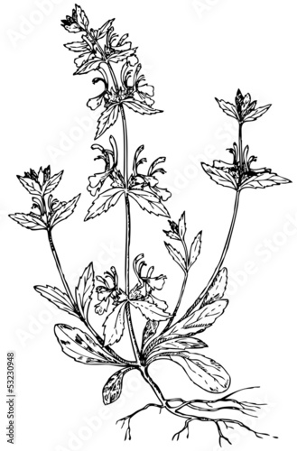 Plant Mint (Lamiaceae) photo