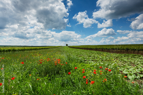 Sommer Landschaft