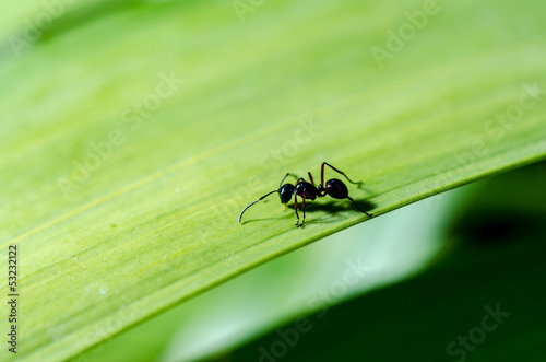 close-up shot of a Black ant