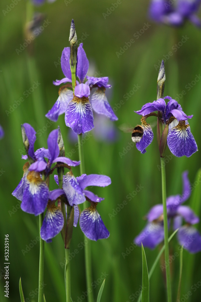 magneta iris