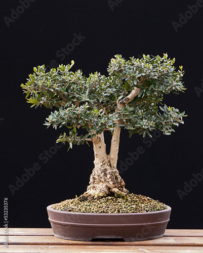 Bonsai of Olive Tree
