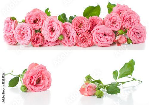 Bright pink roses  collage  isolated
