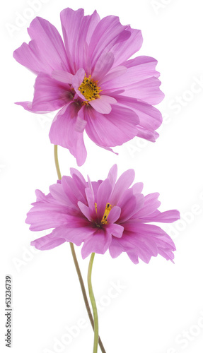 Fototapeta Naklejka Na Ścianę i Meble -  cosmos flower