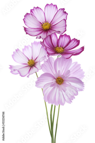 cosmos flower