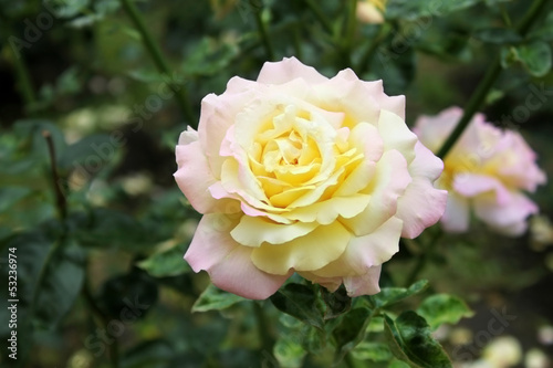 Gentle tea rose in the garden