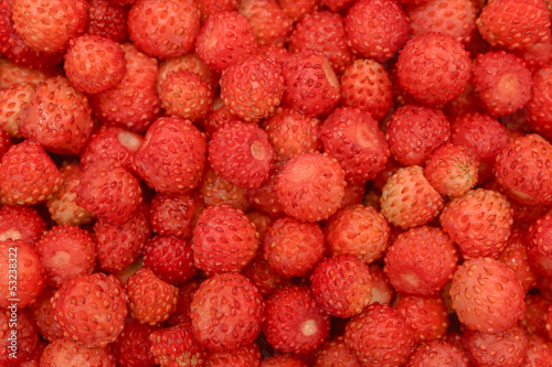 Forest strawberry