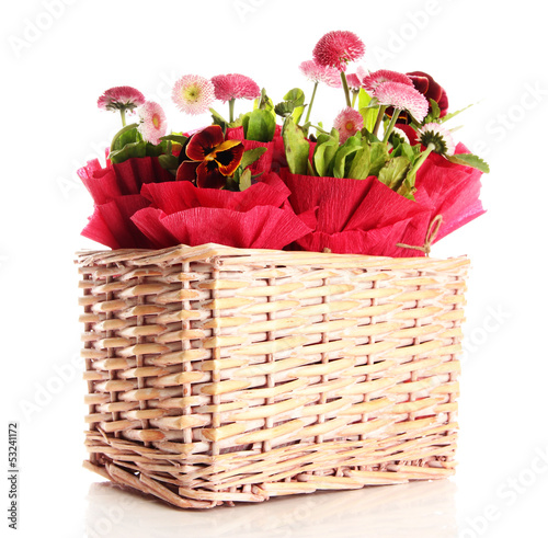 Beautiful spring flowers in basket isolated on white