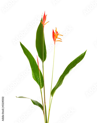 Heliconia flower isolated on white background