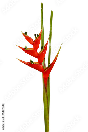 Heliconia flower isolated on white background photo