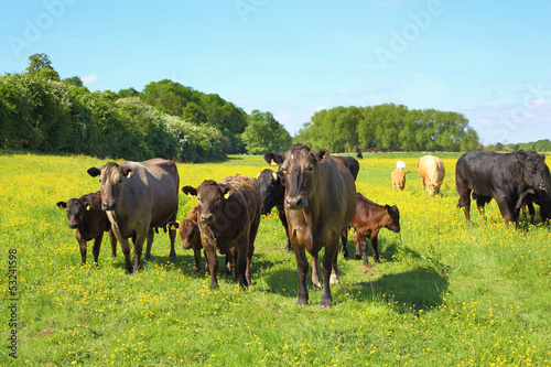 Cattle in a meadow