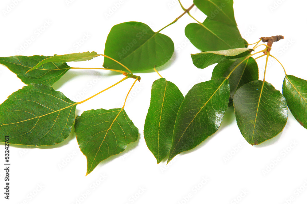 Naklejka premium Green leaves isolated on white
