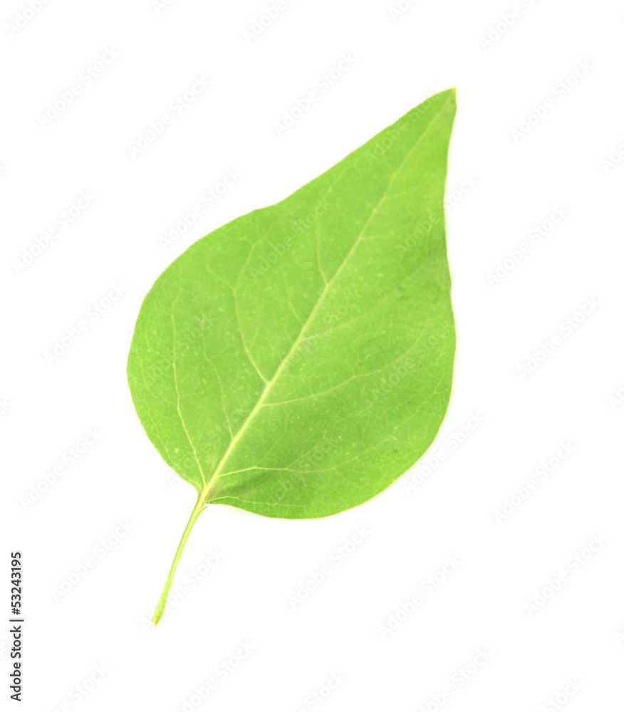 Obraz premium Green leaf isolated on white