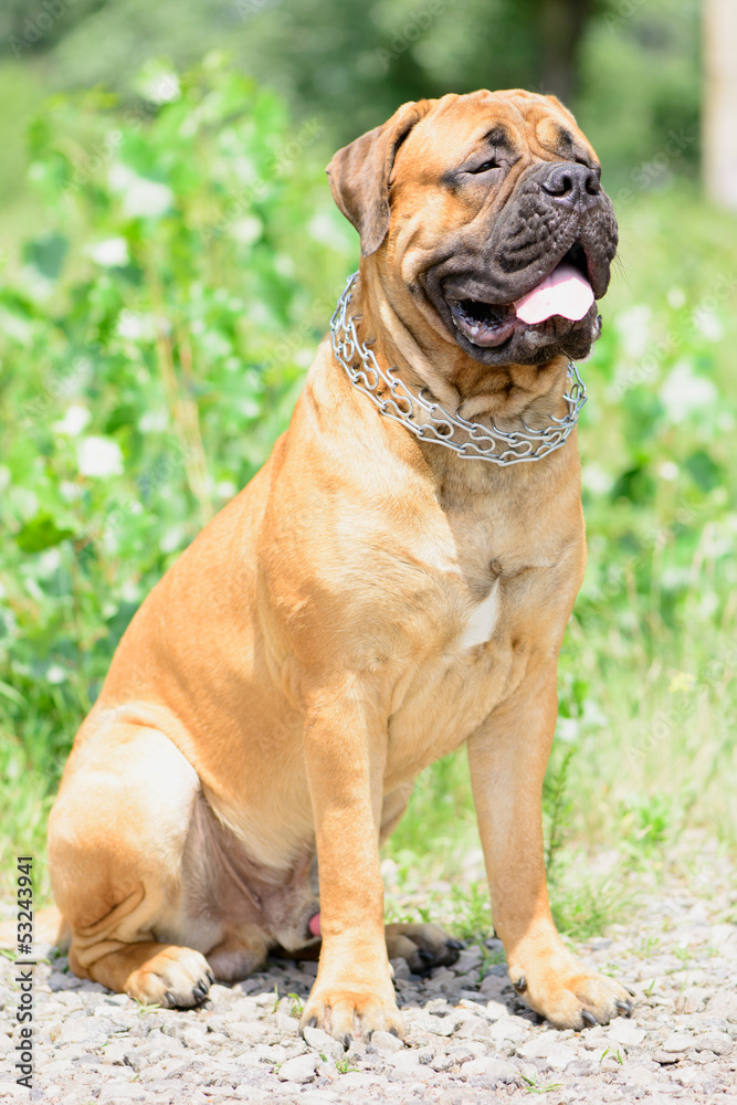 young Bullmastiff dog