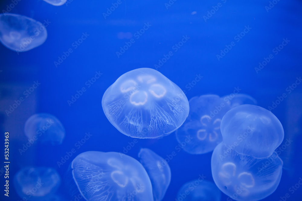 Medusas Medusas