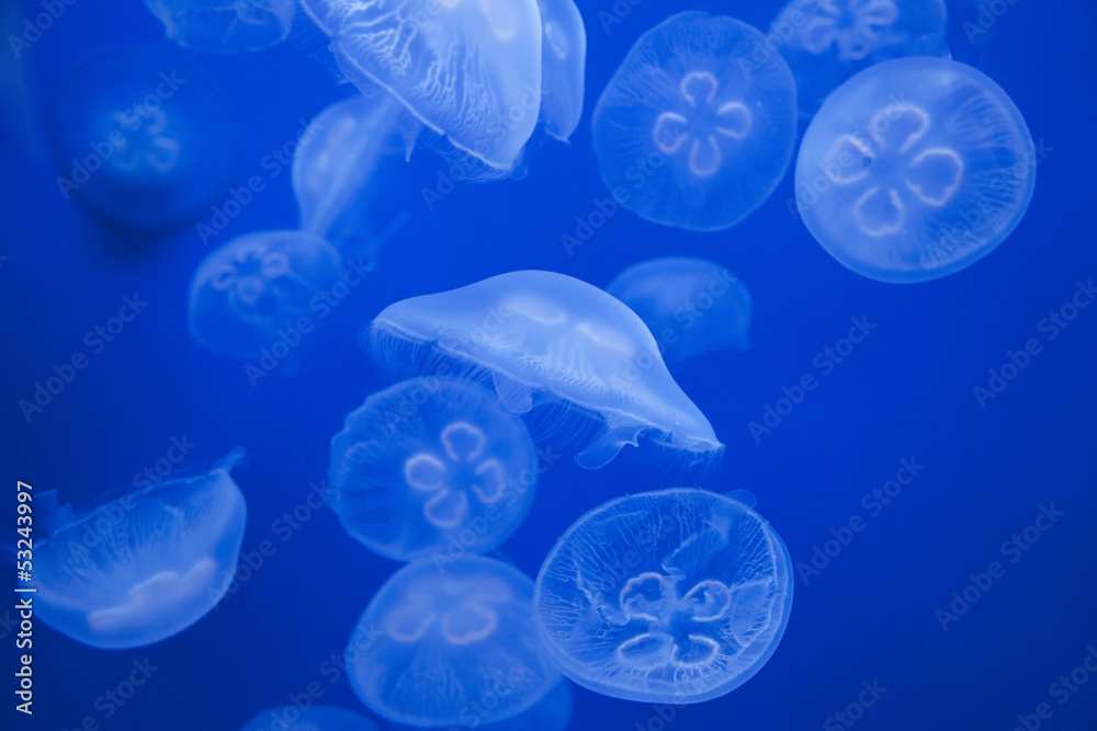 Fototapeta premium Medusas