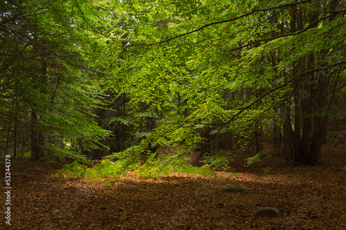 Luz en el bosque de Santa Fe del Montseny.