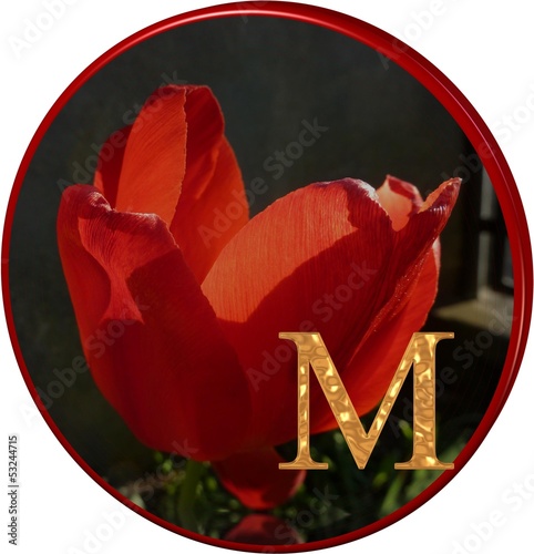 Alphabet Tulpe rot mit Goldbuchstaben - 3D- Scheibe photo