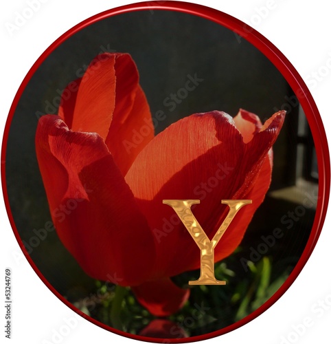 Alphabet Tulpe rot mit Goldbuchstaben - 3D- Scheibe photo