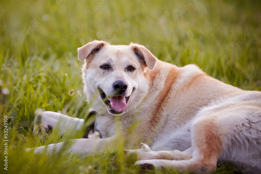 The beige large not purebred dog lies on a grass.